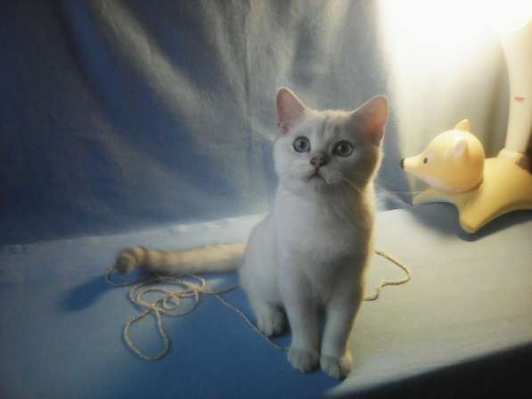 Продается голубоглазый британский котик окраса BRI ns 11 33 в Москве фото 4