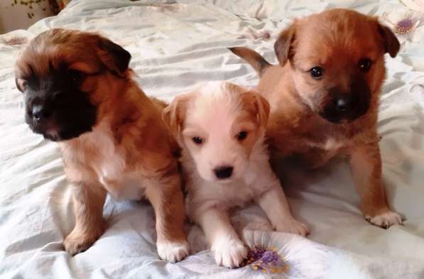 Отдам в добрые руки в Севастополе фото 11