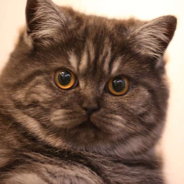 Плюшка шотландская