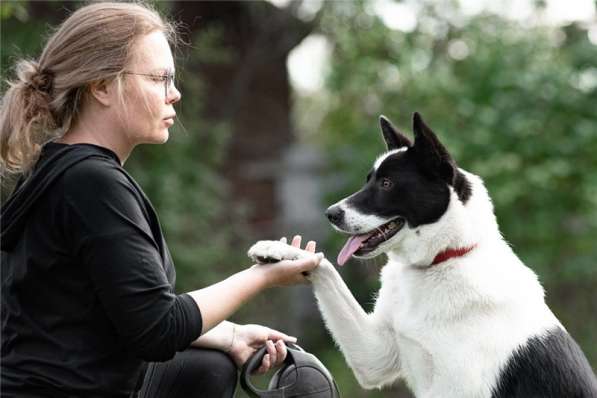 Красивый пёс Рэнди в добрые руки! в Москве фото 33