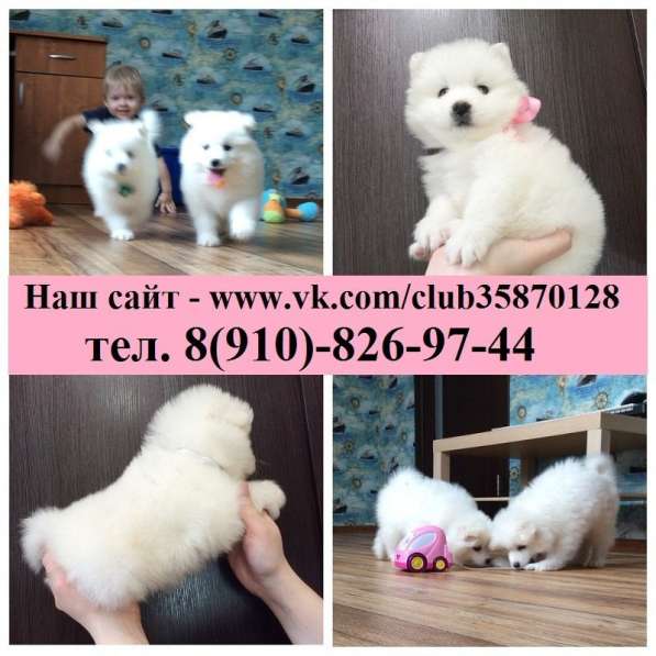 Белоснежные самоедики