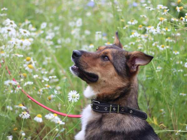 Небольшой пёсик в добрые руки в Москве фото 3