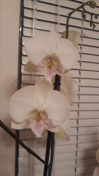 Орхидея в Самаре фото 6