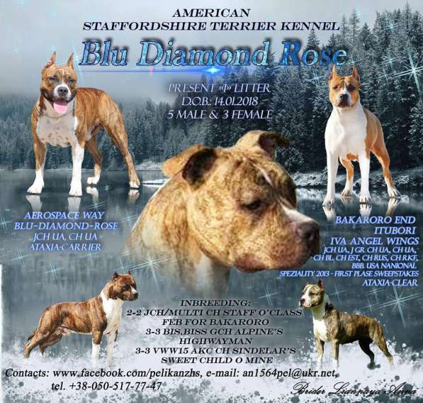 Американский стаффордширский терьер в Краснодаре фото 5