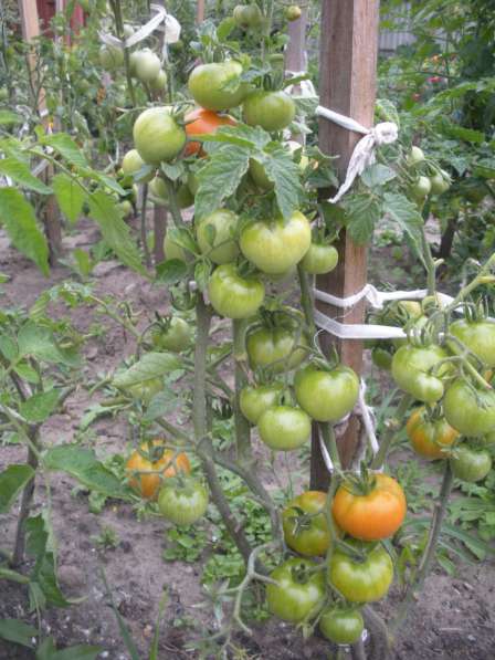 Саженцы томатов в Брянске