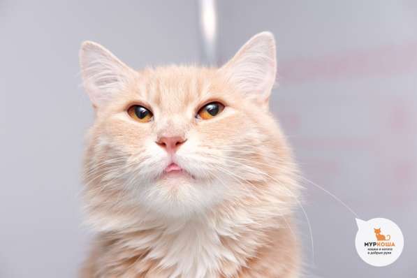 Солнечная красавица Моцарелла в Москве фото 4