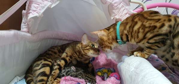 Бенгальские котята, шикарная кошечка, документы WCF, питомн в фото 29