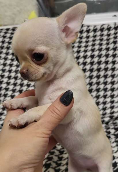 Chihuahua. Girl в 