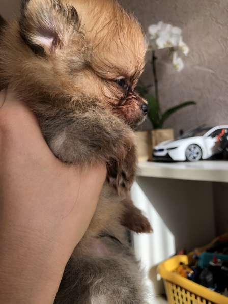 Продаются щенки шпица в фото 19