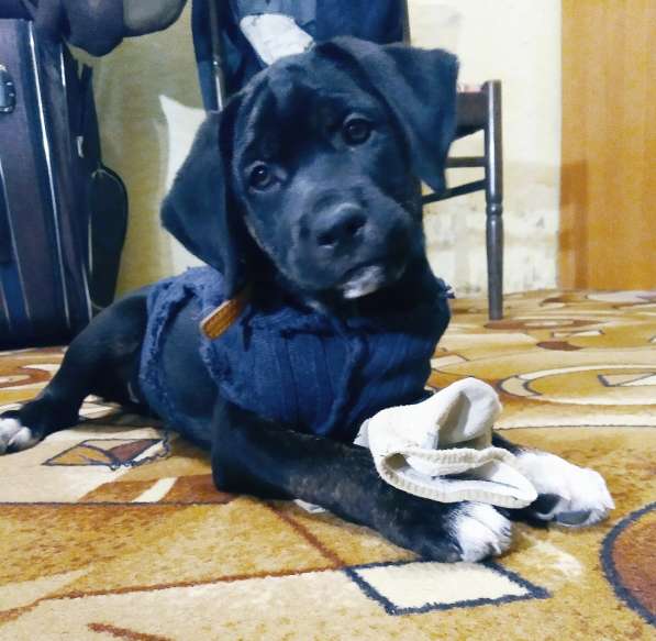 Щенки кане-корсо в Феодосии фото 8