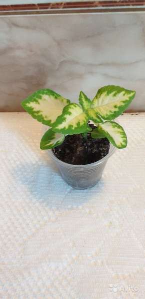 Колеус (крапивка) в Севастополе фото 5