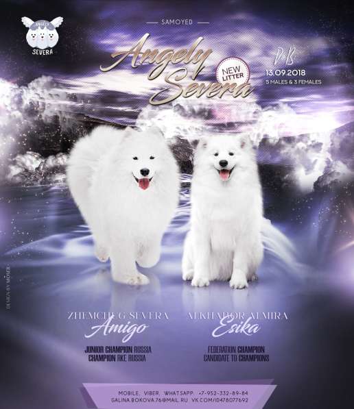 МИЛЫЕ САМОЕДЫ в Перми фото 12