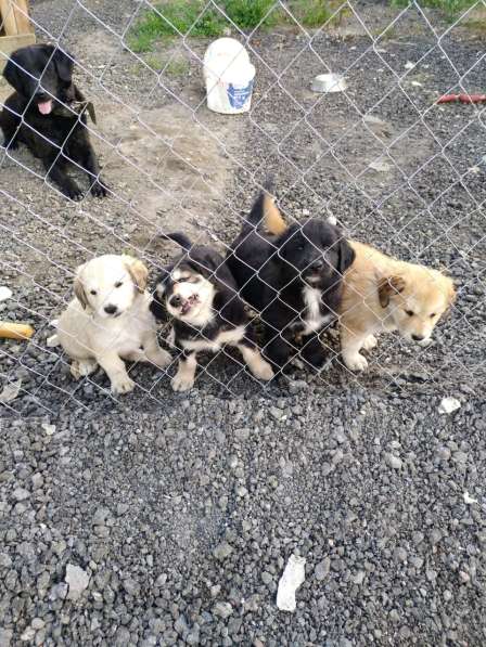 Щеночки помесь бурят-монгольского волкодава в добрые руки в Москве фото 9