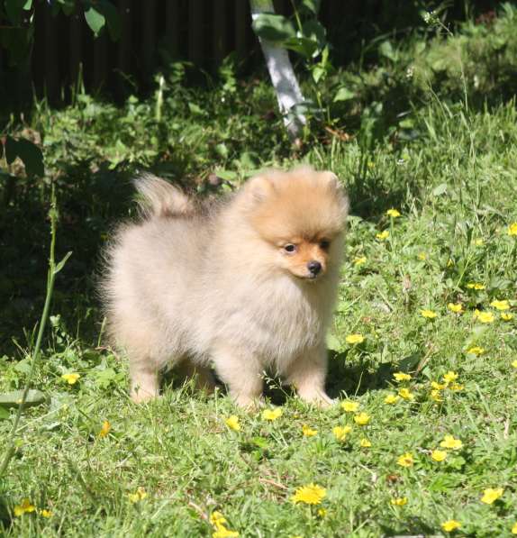 Шпиц в Санкт-Петербурге фото 8