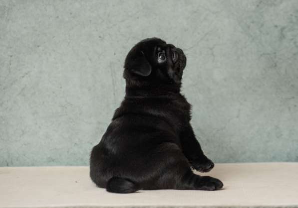 Мопс щенки 70000 руб