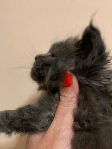 Gattini del Maine Coon dall'allevamento russo в Самаре фото 3