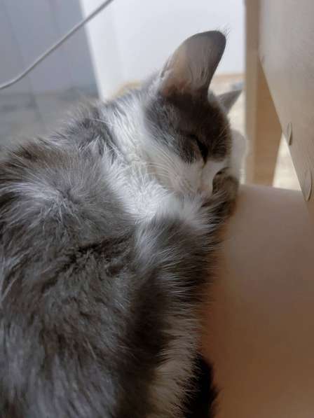 Котенок Тимми, ласковый и милейший в фото 6