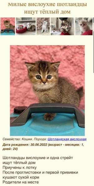 Шотландские вислоухие котята в фото 8