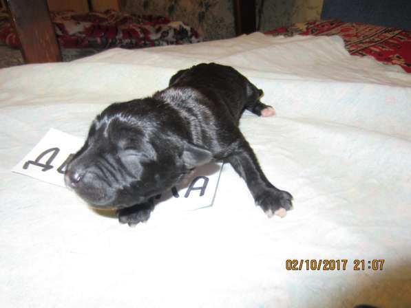 Щенки в Ульяновске фото 17