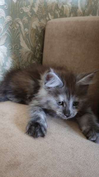 Продажа породистых котята породы Мейн-кун в Москве фото 23