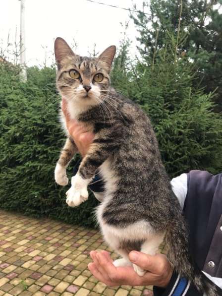 Кошечка в добрые руки в Екатеринбурге фото 7