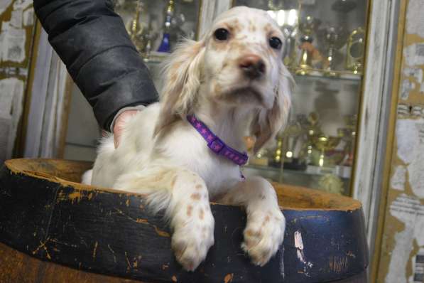 Английский сеттер щенки из элитного питомника в Москве фото 49