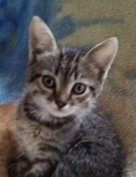 Котята в Сергиевом Посаде фото 3