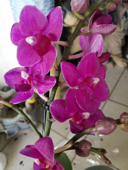 Орхидеи в Невинномысске фото 4