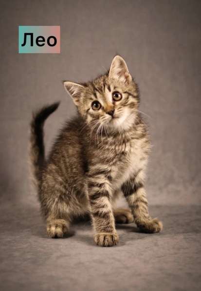 Маленькие котята — метисы британской породы в добрые руки в Москве