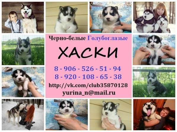Щеночки хаски черно-белые голубоглазые в Череповце