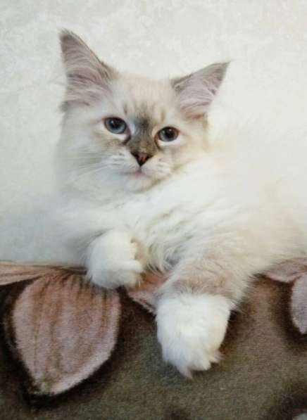 Невская маскарадная кошечка в Санкт-Петербурге фото 7