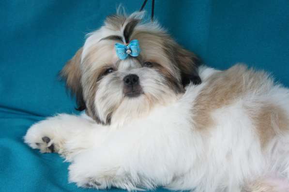 Щенки ши-тцу в Москве фото 18