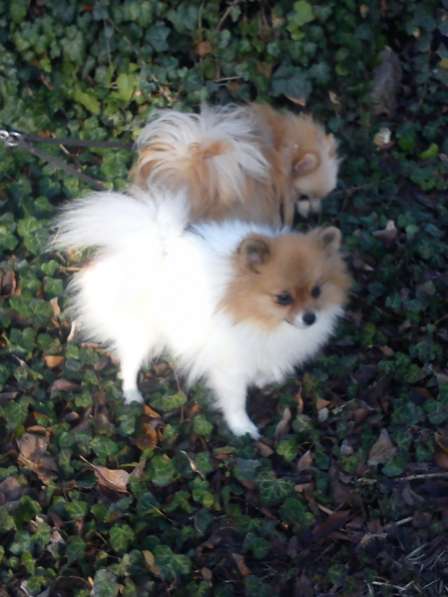 Девочка шпица в Симферополе фото 5