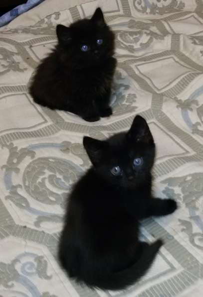 Три чёрных чудесных котёнка хозяев заботливых ждут в Москве