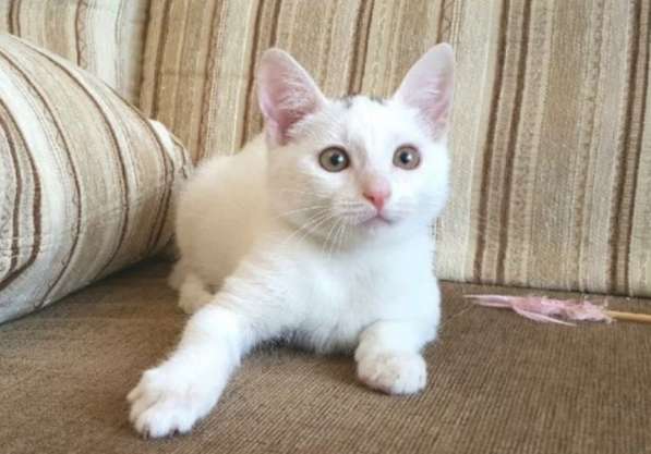 Котенок в добрые руки. Маленький Мейсон в Москве фото 21