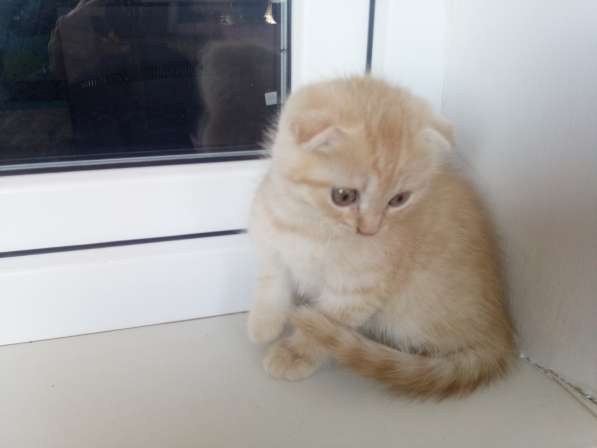 Шотландский Котёнок (Скоттиш-страйт) в Симферополе фото 21