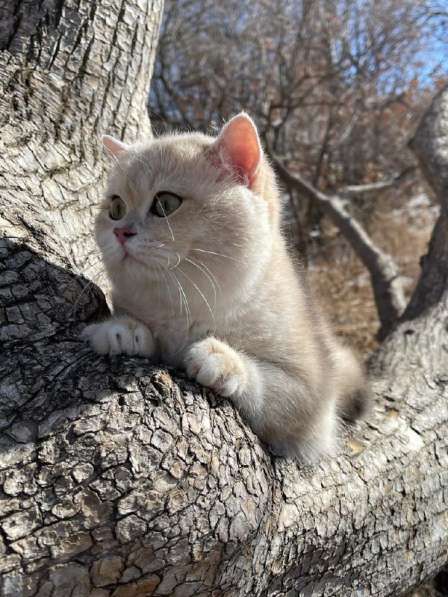 Британский котенок драгоценного окраса в Москве