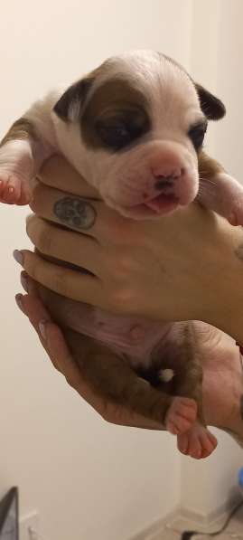 Шикарный рыжий мальчик аст резерв ркф в Москве фото 8