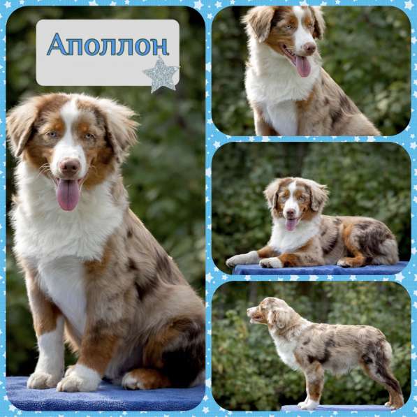 Миниатюрная американская овчарка в Домодедове фото 27