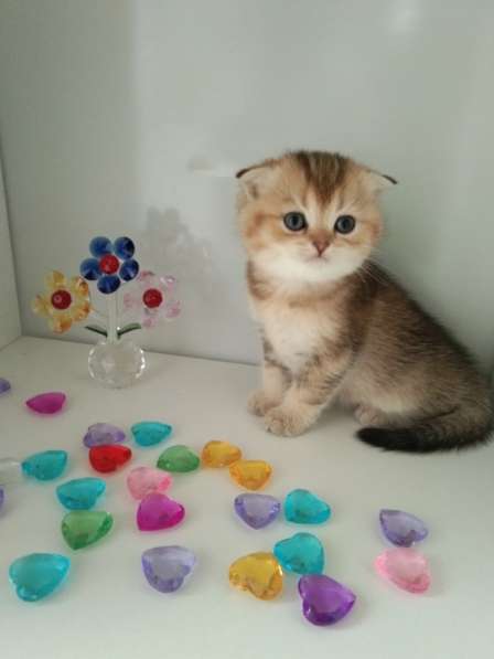 Шотландская куколка в Москве фото 4