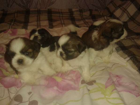 Щенки Ши-тцу в Истре фото 13
