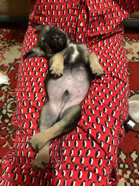 Щенок маленькой собачки в дар в Москве фото 3