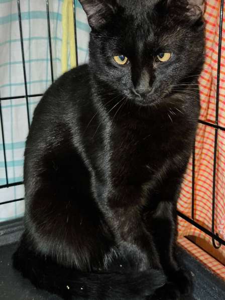 Красавчик Савелий ждёт свою семью в Москве