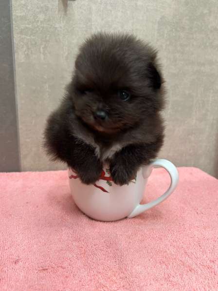 Шпиц, щенок померанского шпица в фото 3