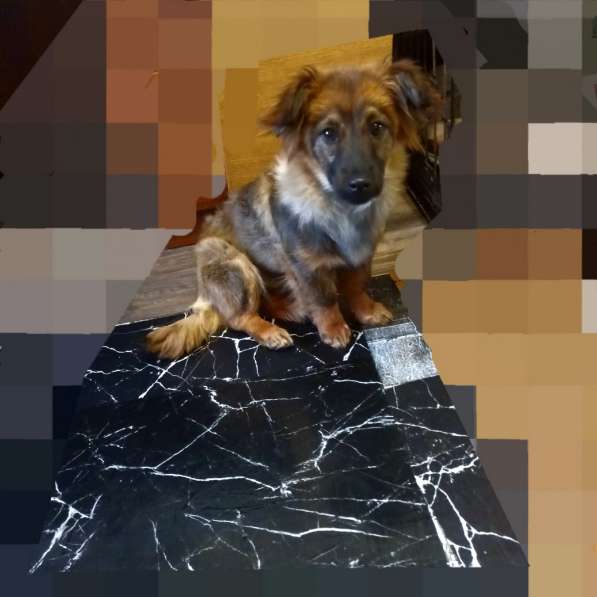 Маленькая диванная собачка, 5 кг в Санкт-Петербурге фото 5