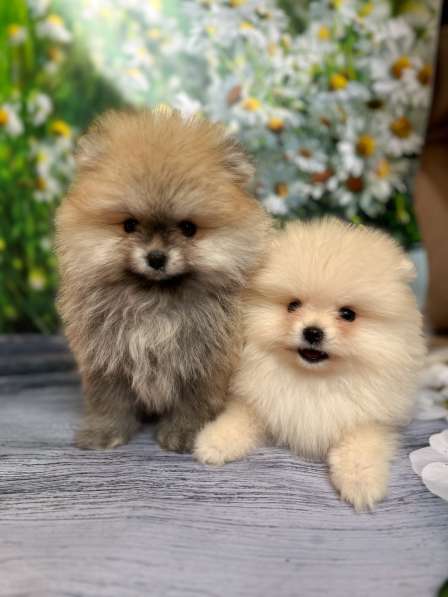 Шпиц померанский