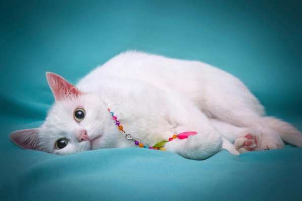 Белая кошечка Одри в добрые руки в Москве фото 16