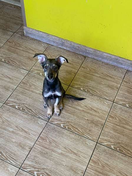 Отдам щенят в добрые руки в Москве