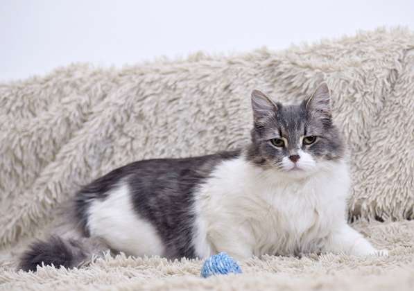 Пушистая Принцесса в дар в Москве фото 7