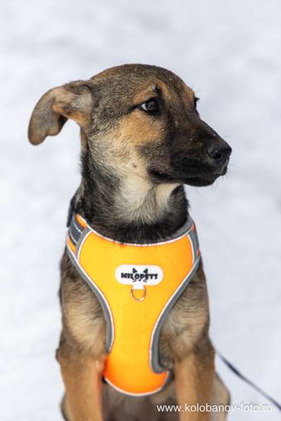 Ищем дом для маленькой Греты в Москве фото 3